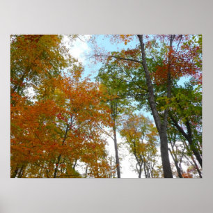 Looking Up to Fall Leaves I Colourful Fall Foliage Poster