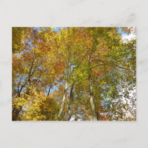 Looking Up to Fall Leaves III Colourful Foliage Postcard