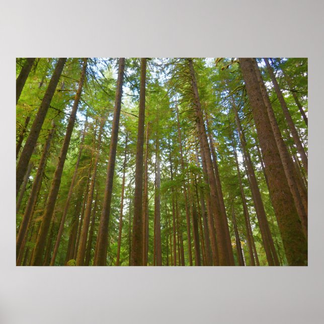 Looking Up to Old Growth Forest Poster (Front)