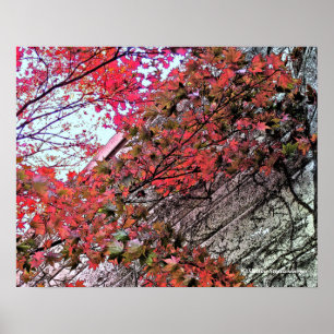 LOOKING UP TO SKY THROUGH CRIMSON LEAVES/DIG.EFFEC POSTER