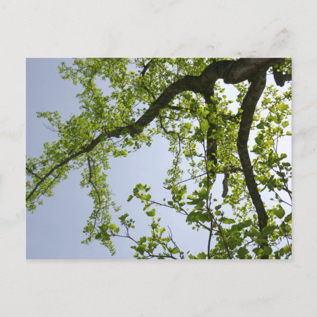 Looking Up to Spring Poplar Tree Postcard (Front)