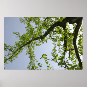 Looking Up to Spring Poplar Tree Poster