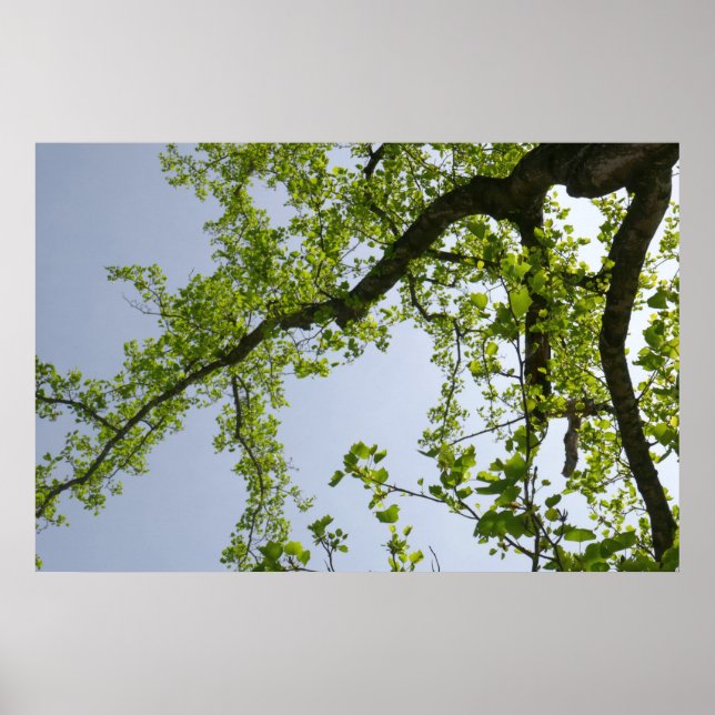 Looking Up to Spring Poplar Tree Poster (Front)