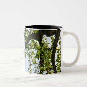 Looking Up to Spring Poplar Tree Two-Tone Coffee Mug