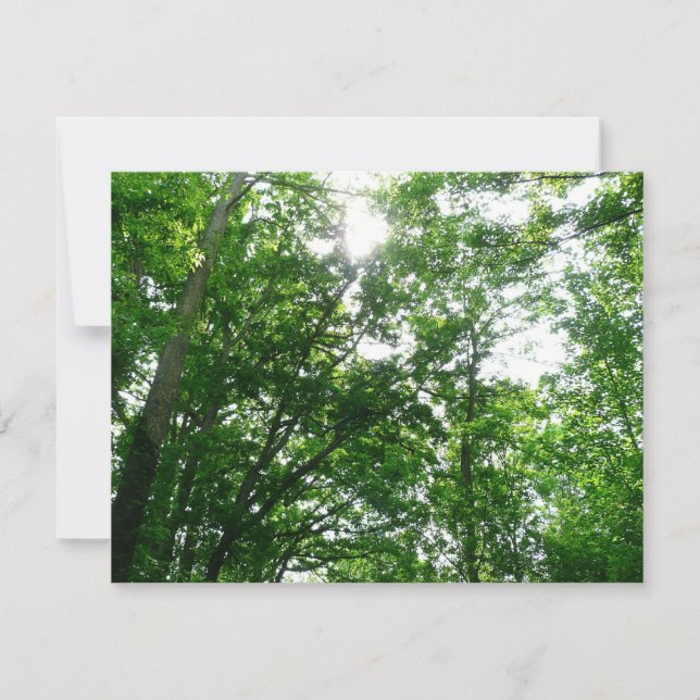 Looking Up to Summer Trees (Front)