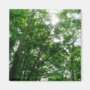 Looking Up to Summer Trees Magnet