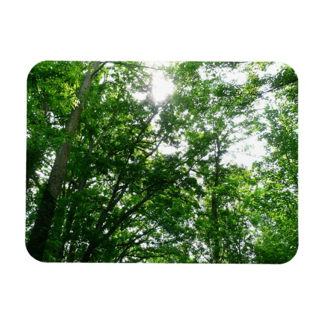 Looking Up to Summer Trees Magnet (Horizontal)