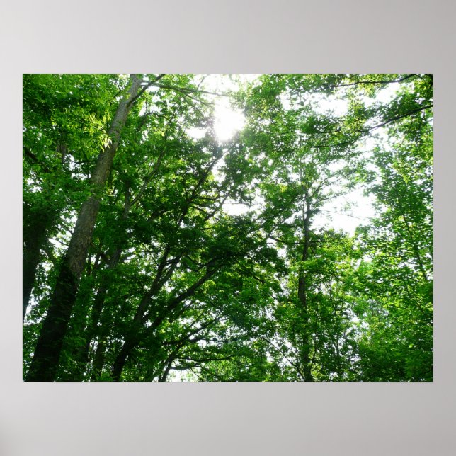 Looking Up to Summer Trees Poster (Front)