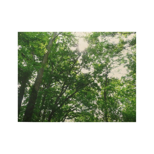 Looking Up to Summer Trees Wood Poster (Front)