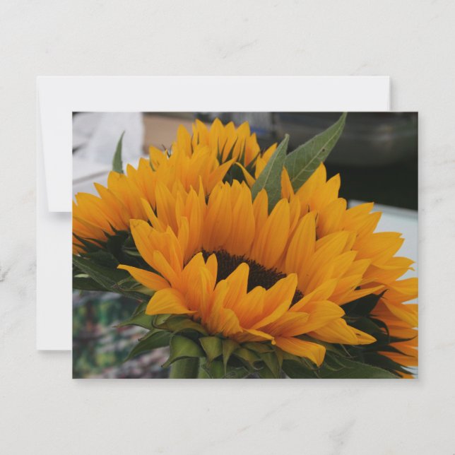 Looks Like a Sunflower (Front)