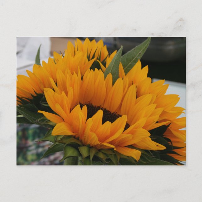Looks Like a Sunflower Postcard (Front)