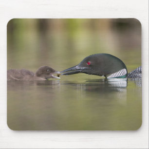 Loon Adult Feeds Chick Mouse Mat