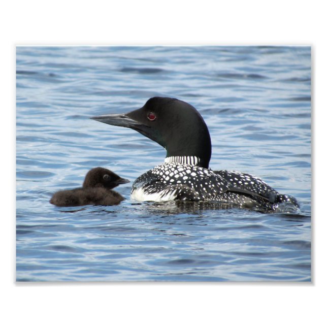 Loon and baby photo print (Front)