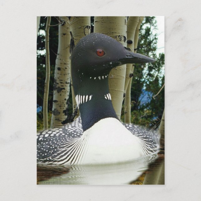 Loon Announcement Postcard (Front)