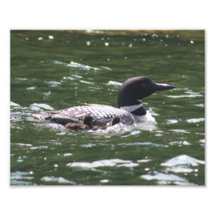 Loon Babies 2 Photo Print
