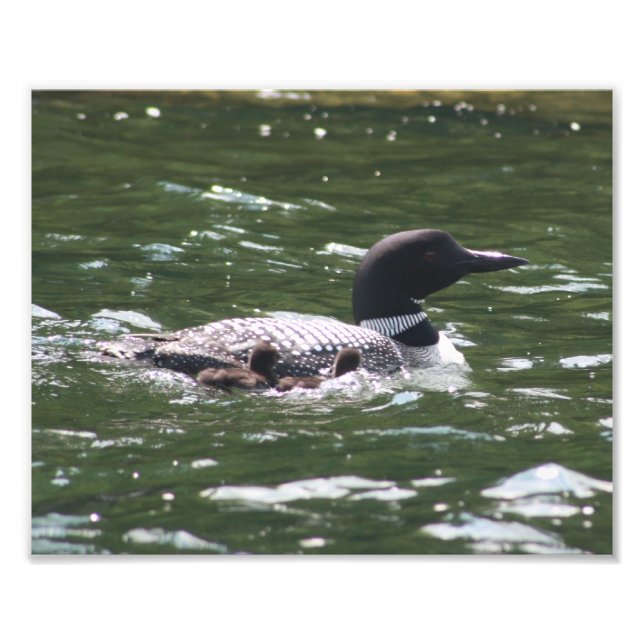 Loon Babies 2 Photo Print (Front)