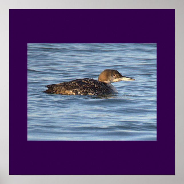 Loon Bird Photo Poster (Front)