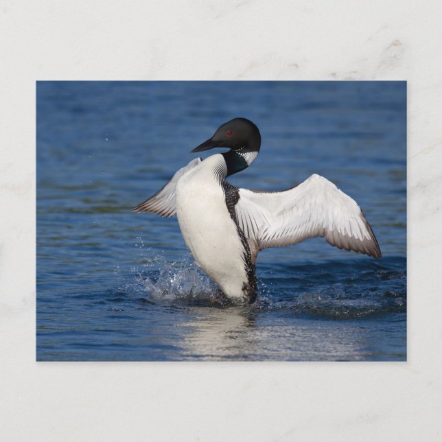 Loon IV Postcard (Front)