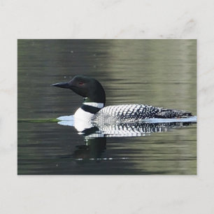 Loon on a mountain lake postcard