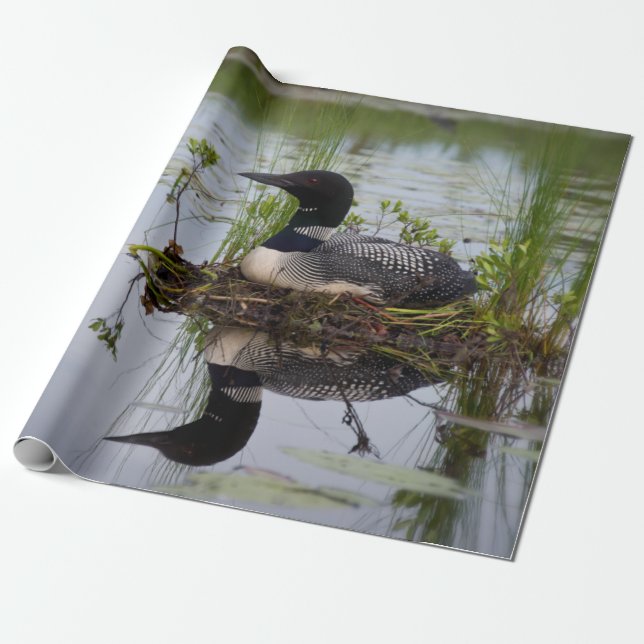 Loon on nest wrapping paper (Unrolled)