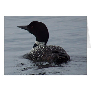 Loon on Pushaw Lake