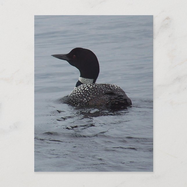 Loon on Pushaw Lake Postcard (Front)