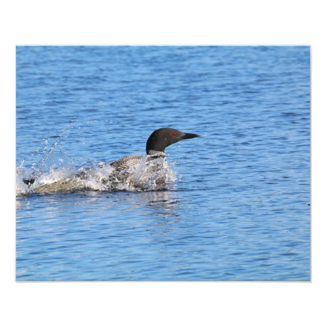 Loon Photo Print (Front)
