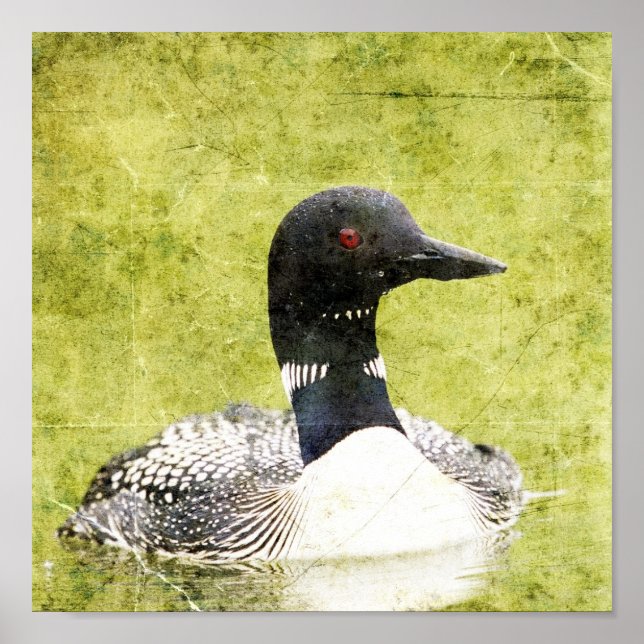 Loon Poster (Front)