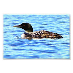Loon V Photo Print