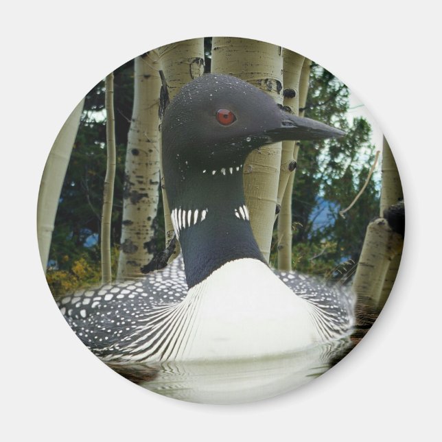 Loon Wilderness Magnet (Front)