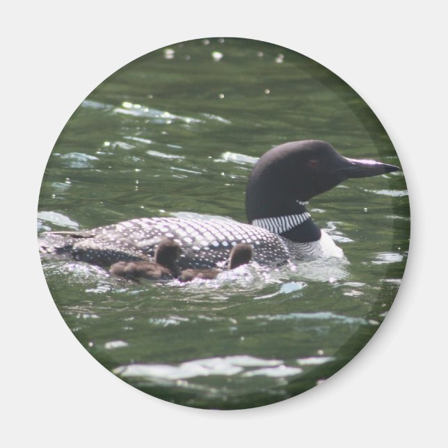 Loon With Babies 2 Magnet (Front)