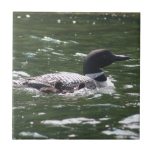 Loon With Babies 2 Tile
