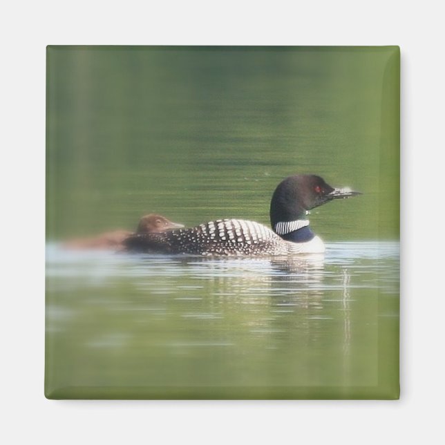 Loon with chick Magnet (Front)