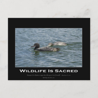 Loons Inspirational Gifts Postcard