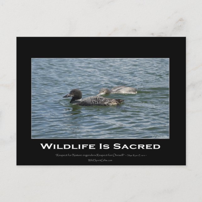 Loons Inspirational Gifts Postcard (Front)