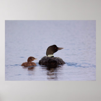 Loons on Forked Lake Poster