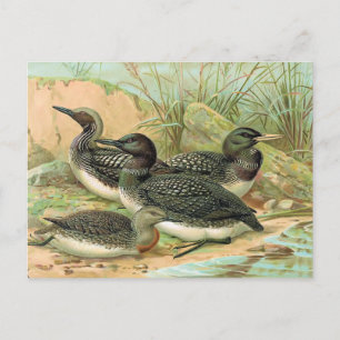 Loons Vintage Bird Illustration Postcard