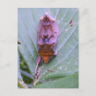 Looper moth ~ postcard