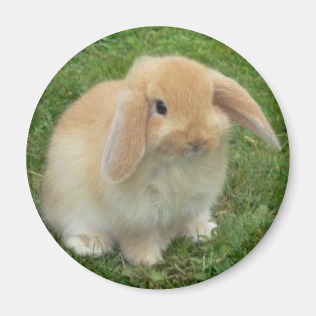lop magnet (Front)