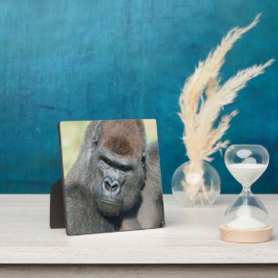 Lope the Gorilla Channels His Father’s Stare Plaque