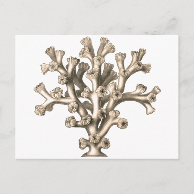 Lophohelia - Coral Postcard (Front)