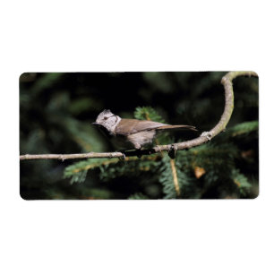 Lophophanes cristatus