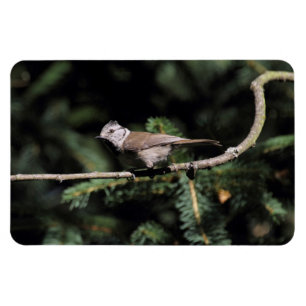 Lophophanes cristatus magnet
