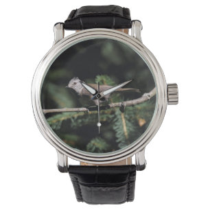Lophophanes cristatus watch