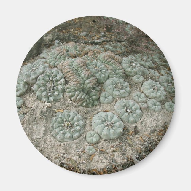 Lophophora williamsii - Peyote Magnet (Front)