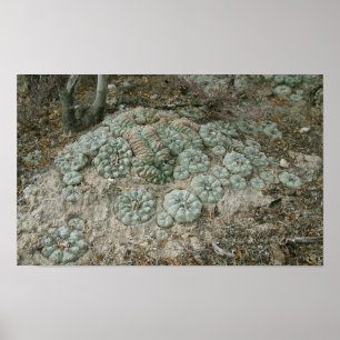 Lophophora williamsii - Peyote Poster