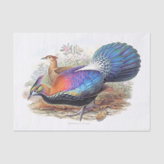 Lophophorus L'Huysi, Nature Wildlife  Decoupage Tissue Paper (Front)