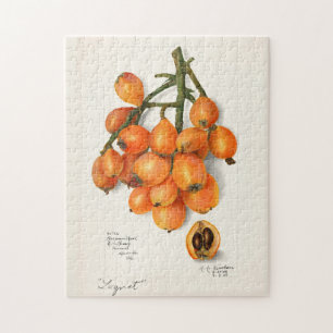 Loquats (Eriobotrya Japon Fruit Painting Jigsaw Puzzle