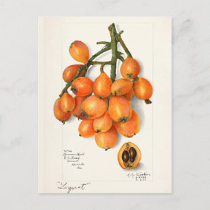 Loquats (Eriobotrya Japon Fruit Painting Postcard