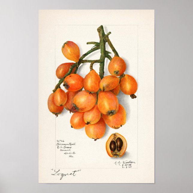 Loquats (Eriobotrya Japon Fruit Painting Poster (Front)